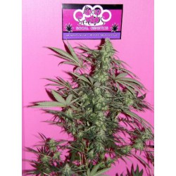 1995 Sensi Star Sativa Hanf Samen