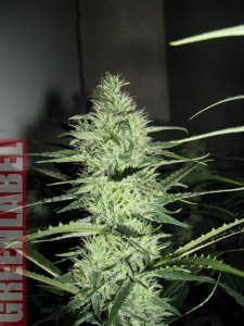 Ace Silver Haze Hanf Samen