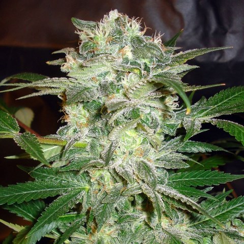 Afghan Skunk Hanf Samen