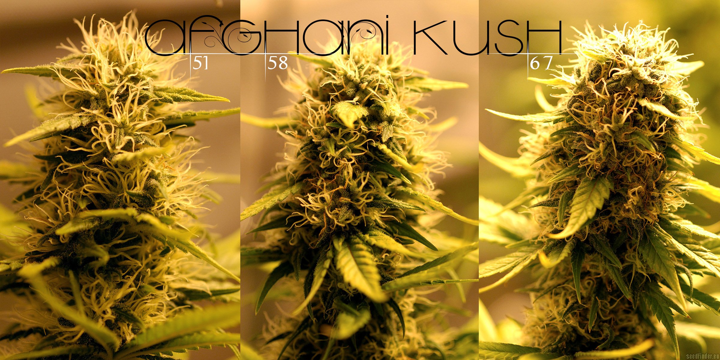 Afghani Kush Hanf Samen