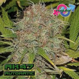 AK47 Autoflowering Hanf Samen