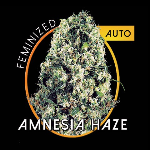 Amnesia Haze Auto Hanf Samen