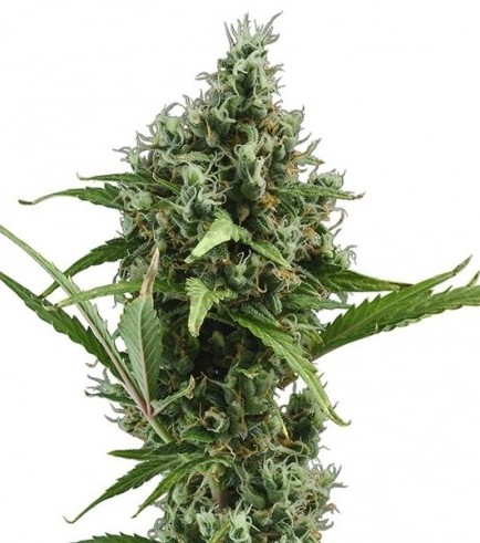 Amnesia Haze Autoflowering Hanf Samen