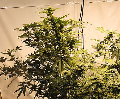 Amnesia Kush Hanf Samen