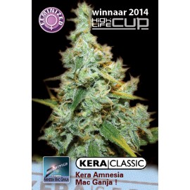 Amnesia Mac Ganja Hanf Samen