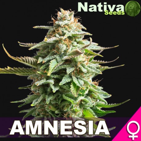 Amnesia Hanf Samen