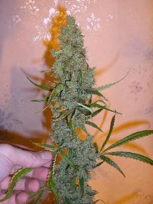 Amnesia Sativa Hanf Samen