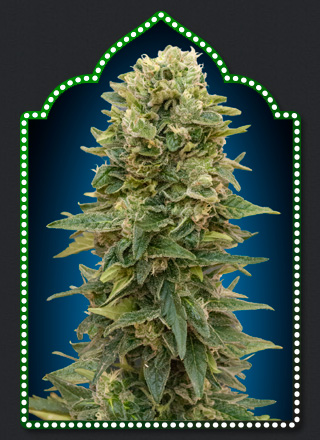 Auto Afghan Mass Hanf Samen