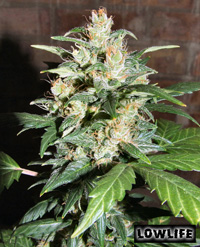 Auto AK47 x Auto Blueberry F1 Hanf Samen