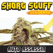 Auto Assassin Hanf Samen