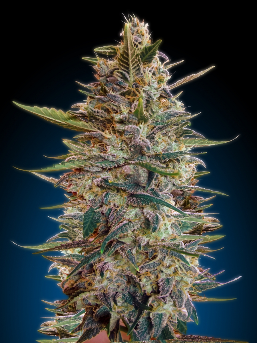 Auto Blue Diesel Hanf Samen