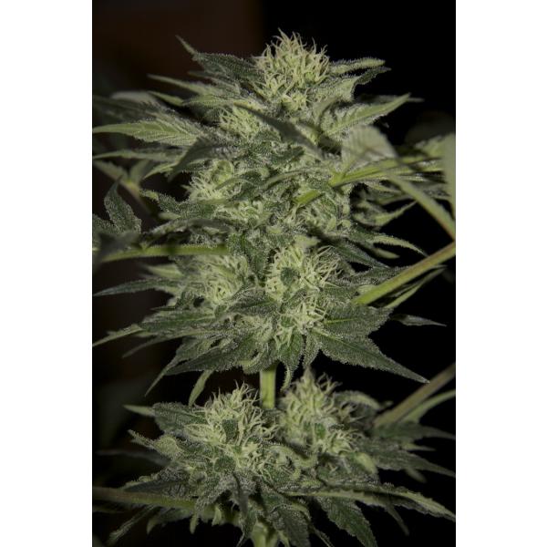 Auto Blue Hanf Samen