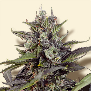 Auto Blueberry Hanf Samen