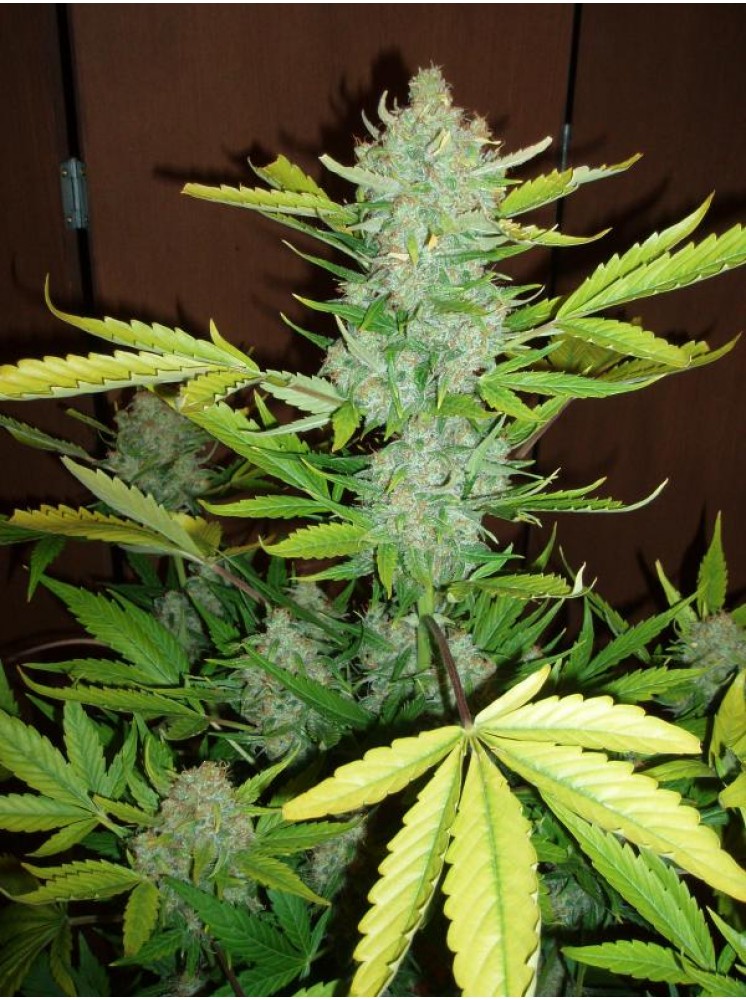 Auto Blueberry Kush Hanf Samen