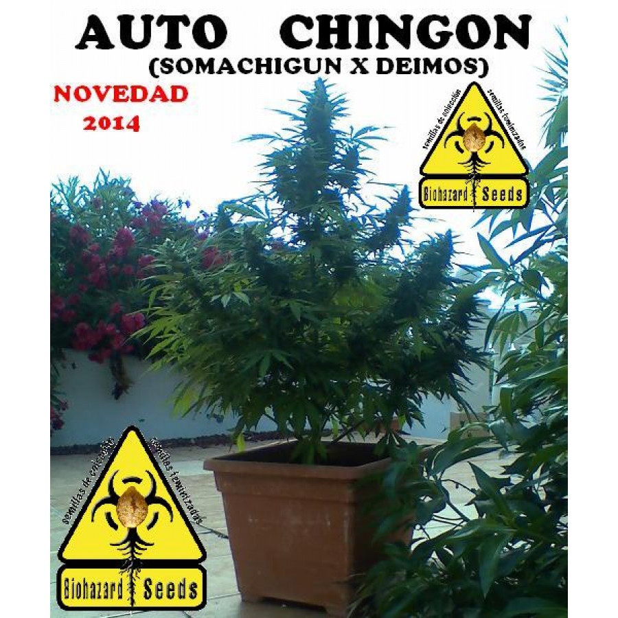 Auto Chingón Hanf Samen