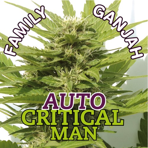 Auto Critical Man Hanf Samen