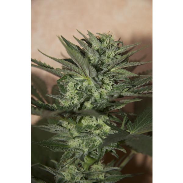 Auto Great White Hanf Samen