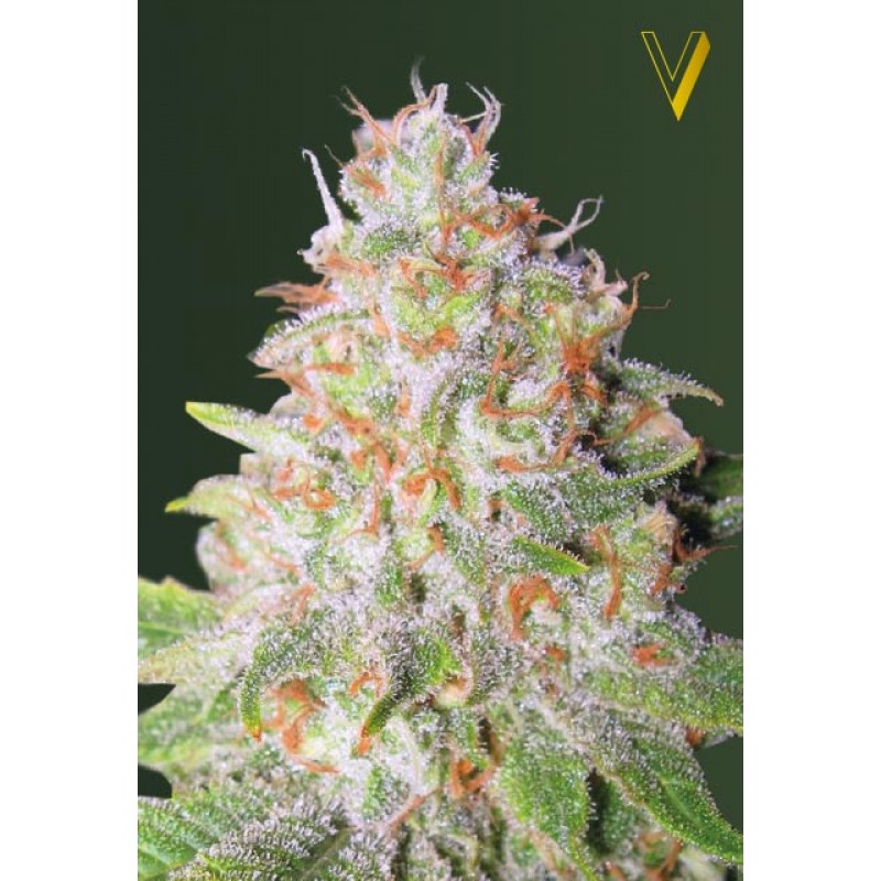 Auto Great White Shark Hanf Samen