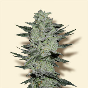 Auto Jack Herer Hanf Samen