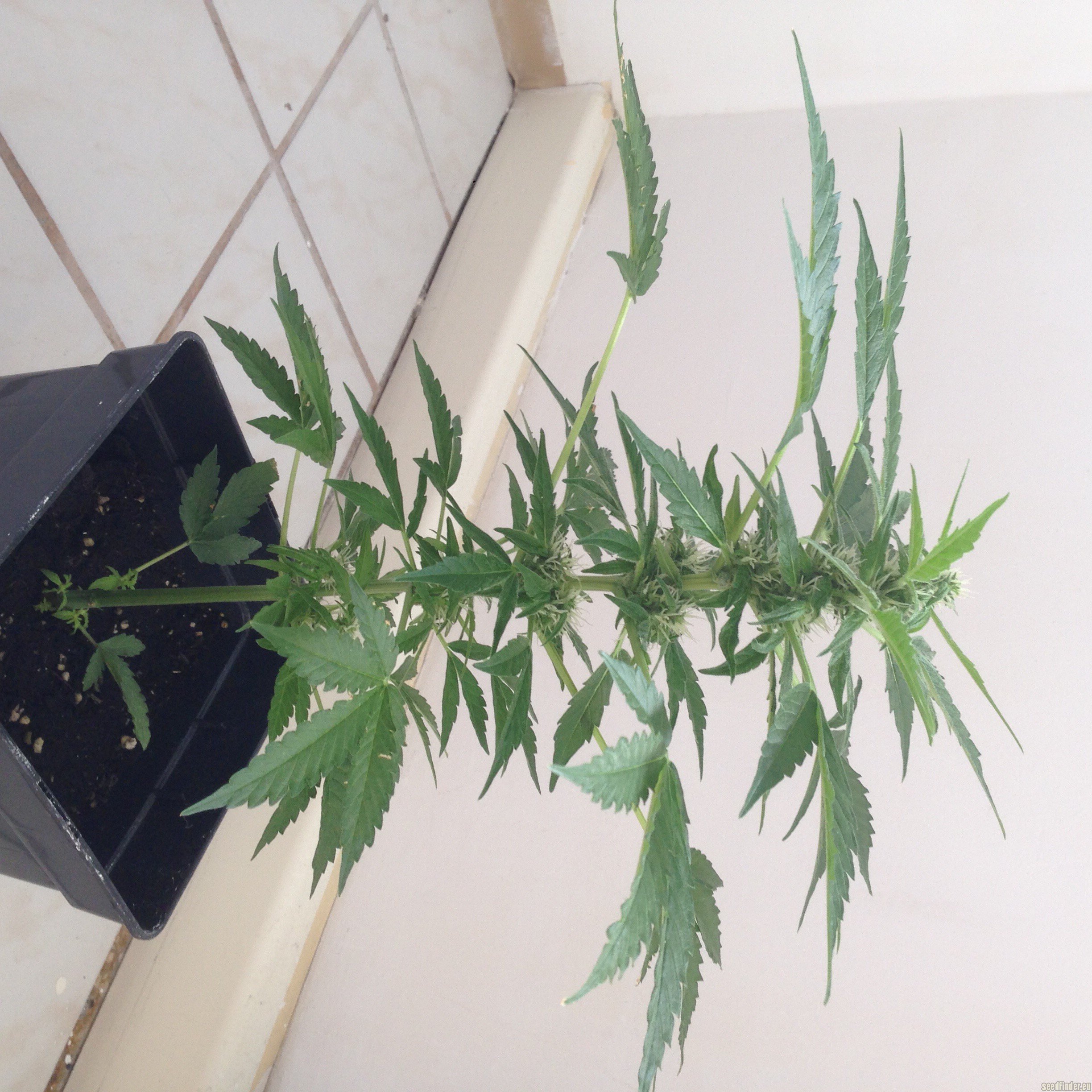 Auto Lemon Skunk Hanf Samen