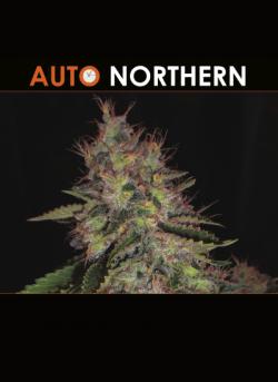 Auto Northern Hanf Samen