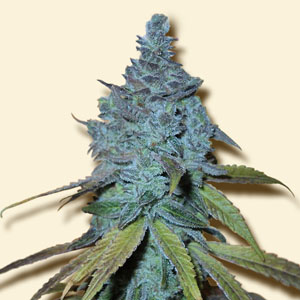 Auto Northern Light Hanf Samen