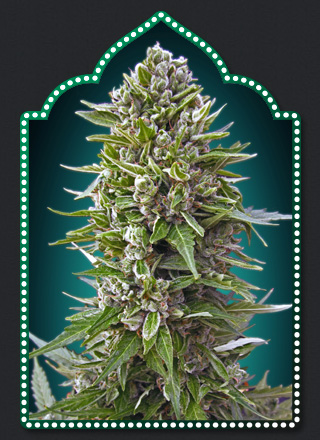 Auto Northern Lights Hanf Samen