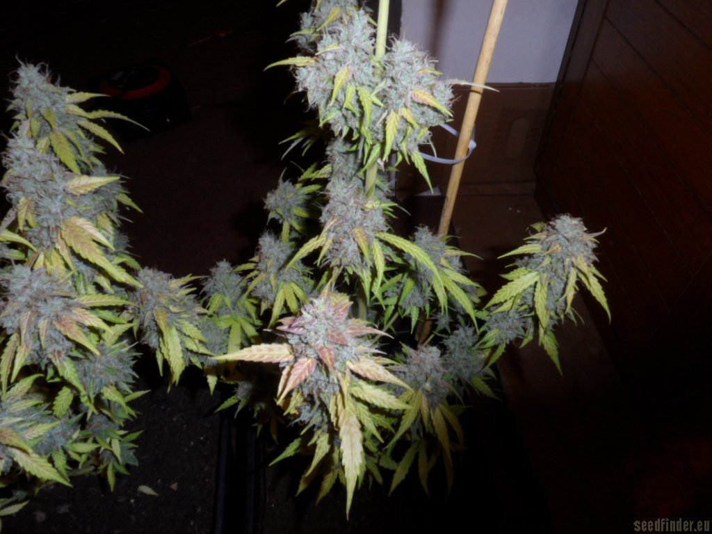 Auto Northern Lights Hanf Samen