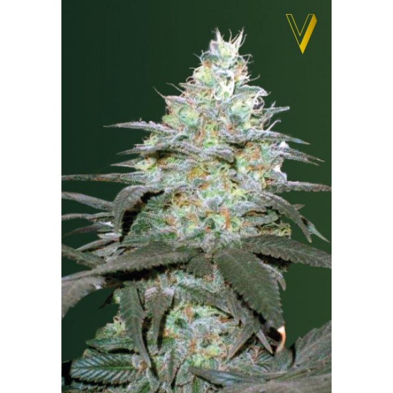 Auto Original Blueberry Hanf Samen