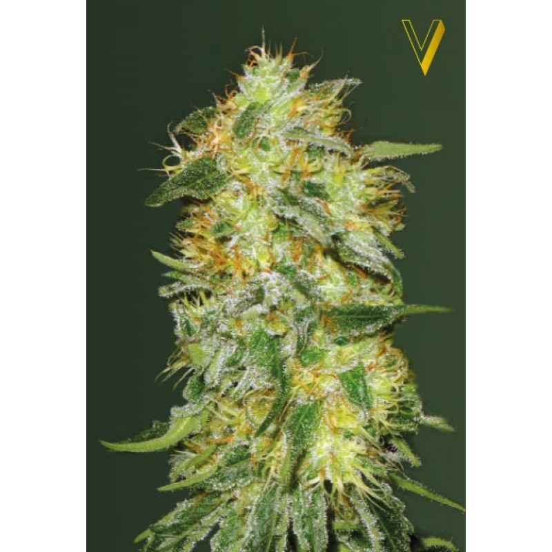 Auto Original Lemon Skunk Hanf Samen