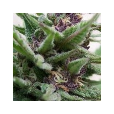 Auto Purple Hanf Samen