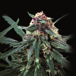 Auto Purple Hanf Samen