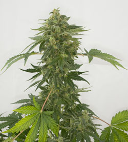 Auto Silver Haze Hanf Samen