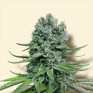 Auto Super Skunk Hanf Samen