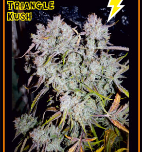 Auto Triangle Kush Hanf Samen