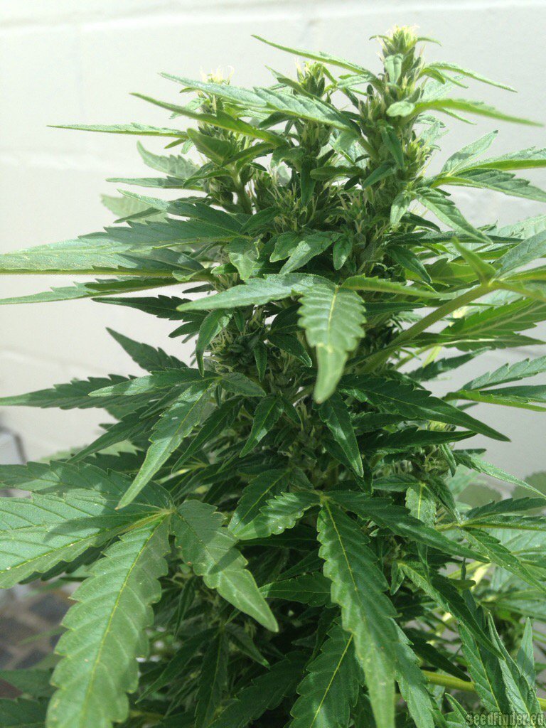 AutoDurban Poison Hanf Samen