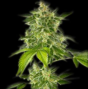 Autoflower Haze Hanf Samen