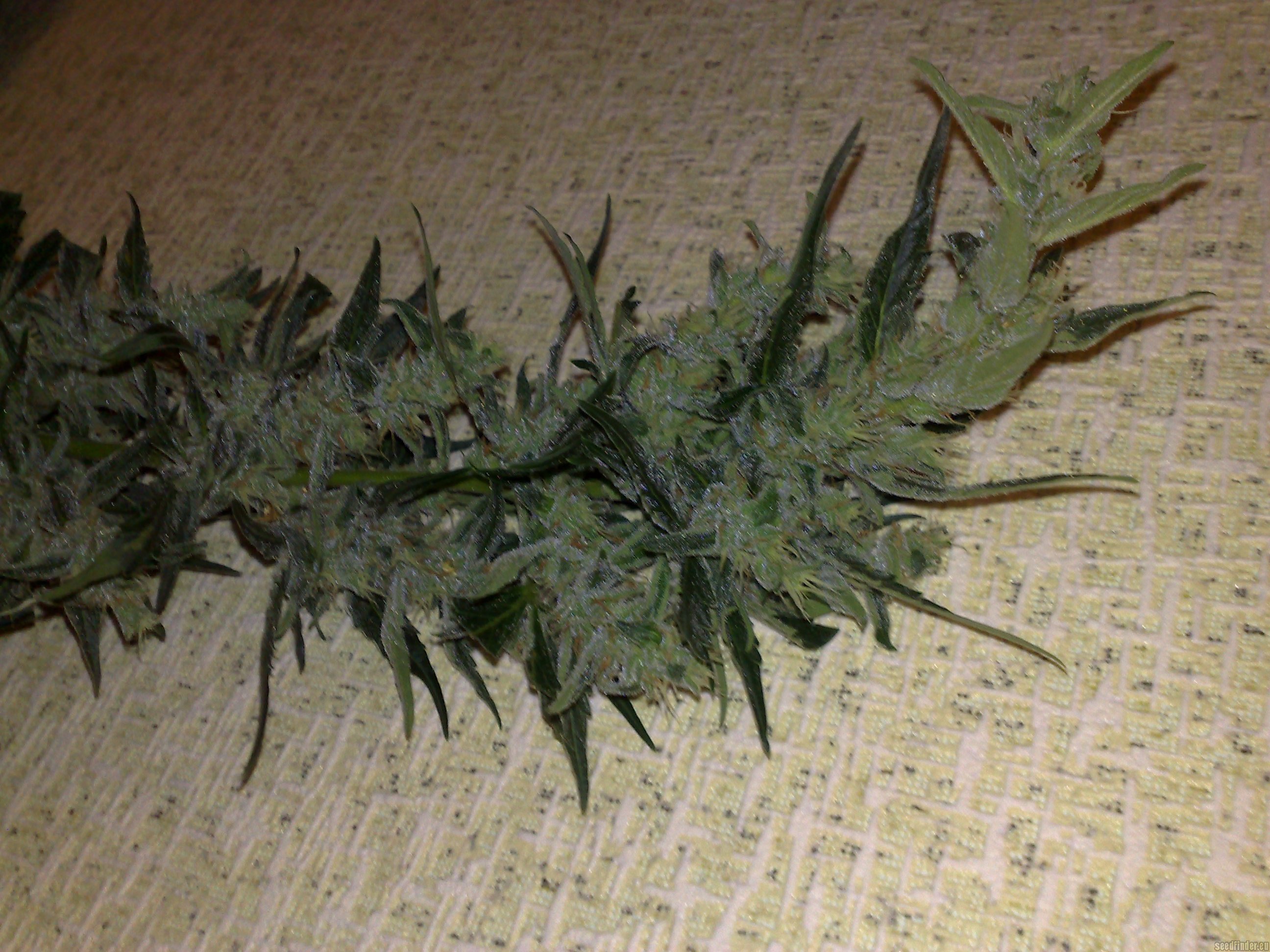 Automatic Lemon Skunk Hanf Samen