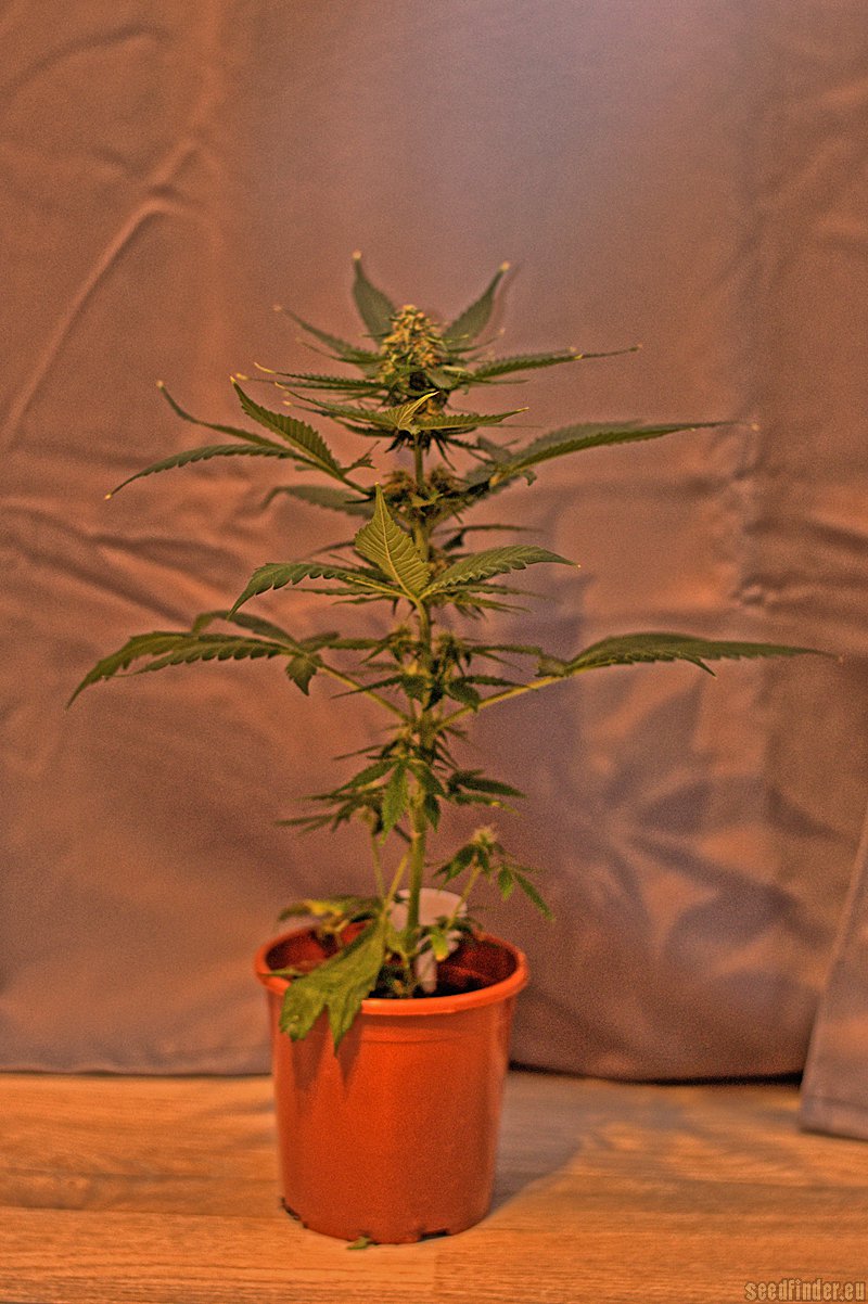 Big Bang Autoflowering Hanf Samen