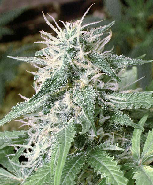 Big Bud Afghani Hanf Samen