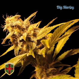 Big Marley Hanf Samen