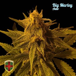 Big Marley Auto Hanf Samen