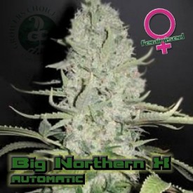 Big Northern Autoflowering Hanf Samen