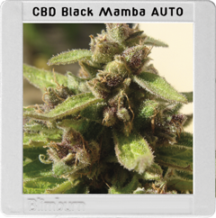 Black Mamba Auto CBD Hanf Samen