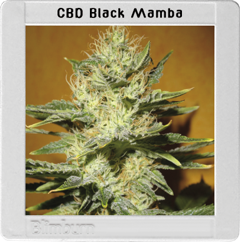 Black Mamba CBD Hanf Samen