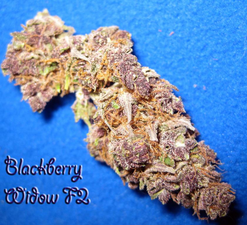 Blackberry Widow Hanf Samen