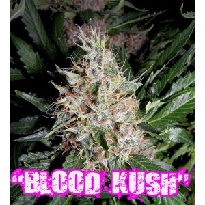 Blood Kush Hanf Samen