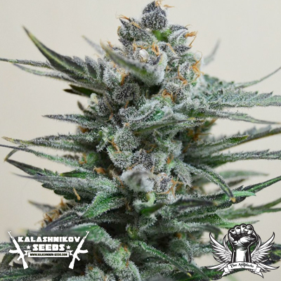 Blue Acid Auto Hanf Samen