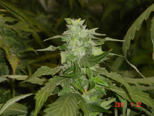 Blue Bud Hanf Samen