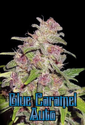 Blue Caramel Auto Hanf Samen